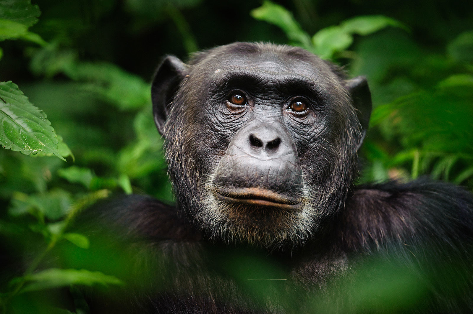 8. Chimpanzee